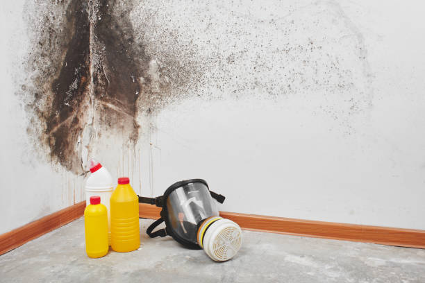 Best Mold Cleaning Services  in Townsend, DE