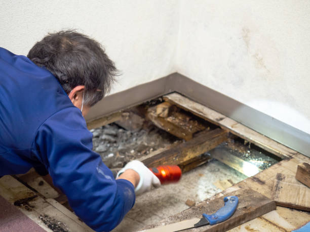Best Residential Mold Removal  in Townsend, DE