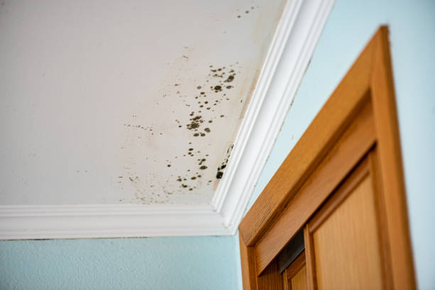 Best Crawl Space Mold Removal  in Townsend, DE