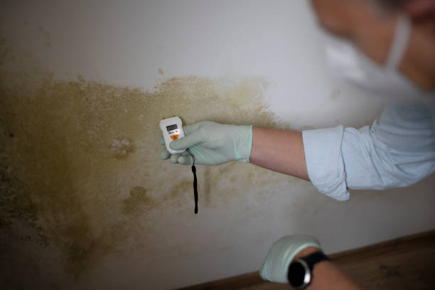 Best Mold Remediation  in Townsend, DE