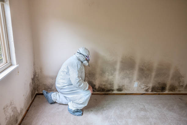 Best Mold Cleaning Services  in Townsend, DE