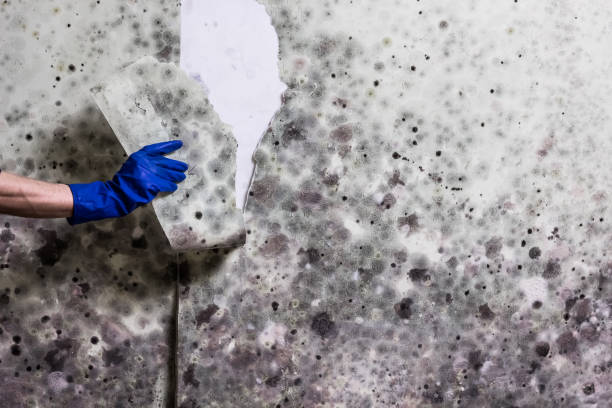 Best Water Damage Restoration  in Townsend, DE