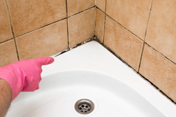 Best Mold Damage Repair  in Townsend, DE